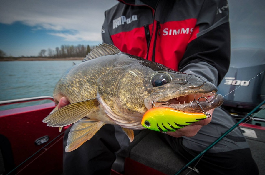 The wallye - commonly called the zander in Europe.jpg